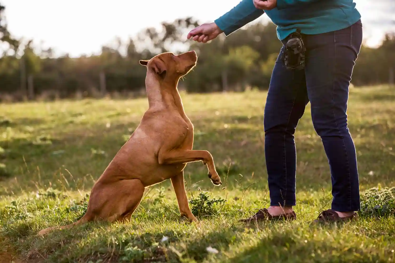 24 exercices de dressage utiles pour votre chien