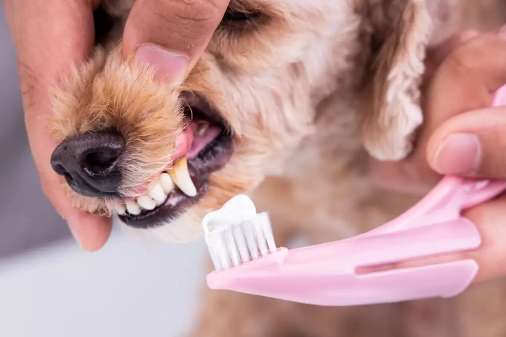 Le brossage régulier des dents du chien permet d'éviter la maladie parodontale.