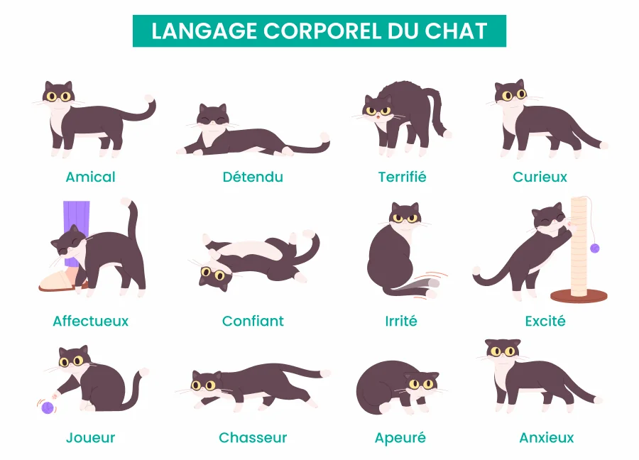 Le chat communique beaucoup via son langage corporel.