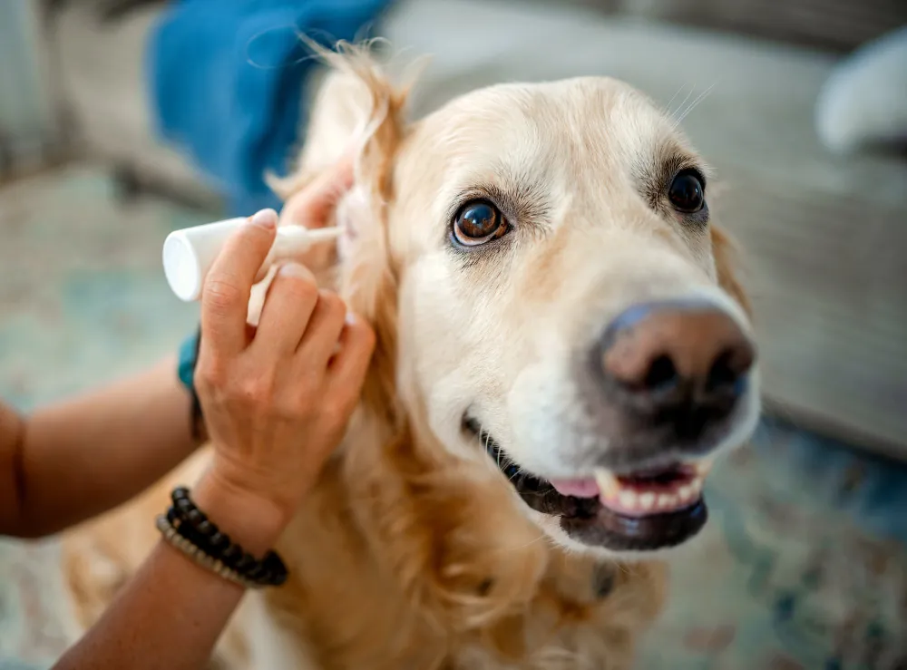 Il est important de nettoyer les oreilles de son chien.