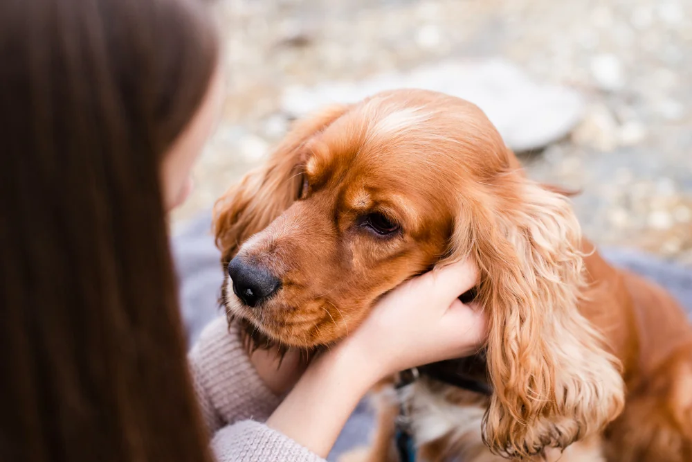 Les chiens à oreilles longues ont besoin de plus de nettoyage pour éviter les otites.