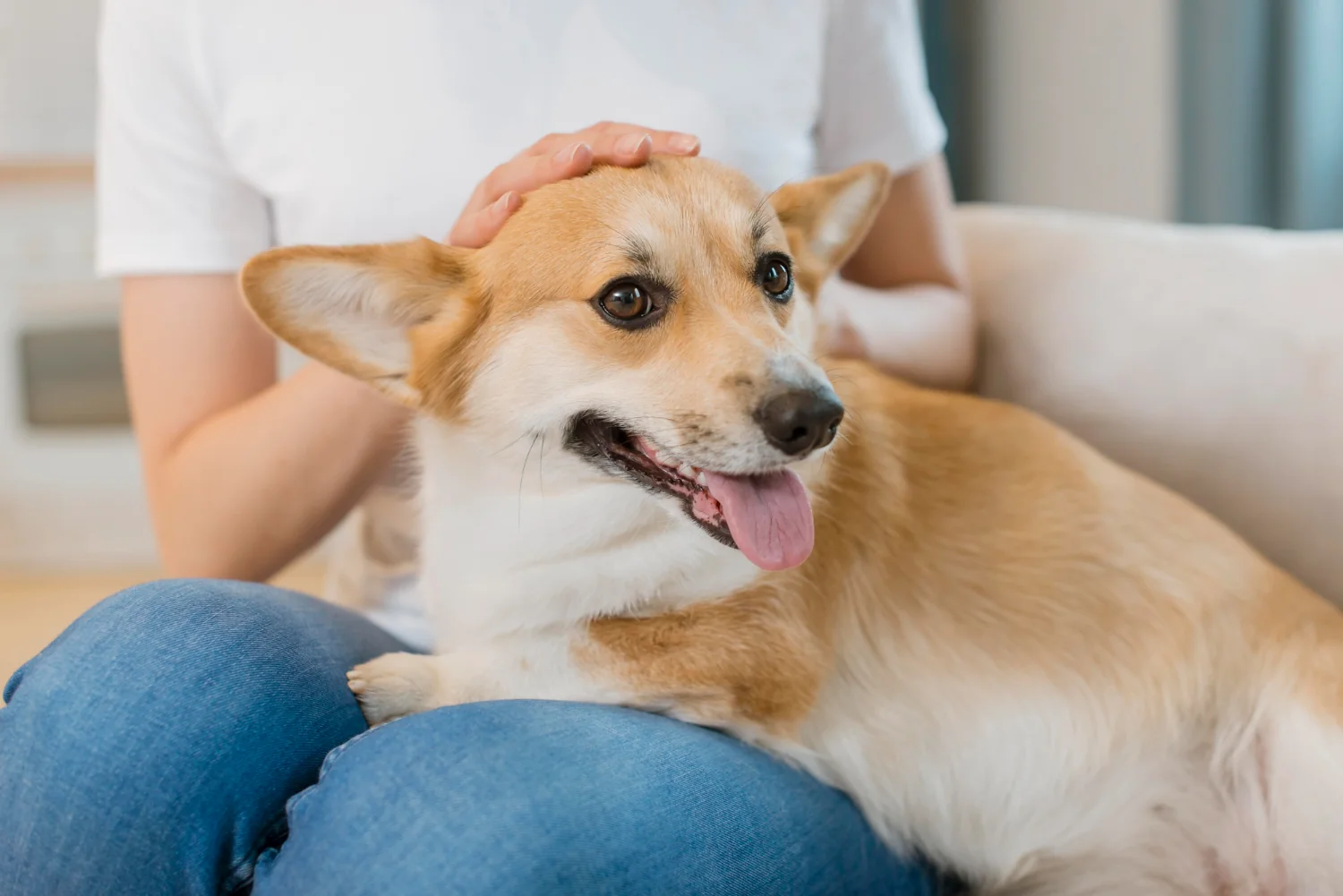 Nettoyer les oreilles de son chien