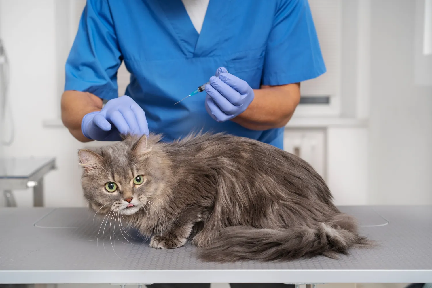 Vaccin du chat : le guide complet