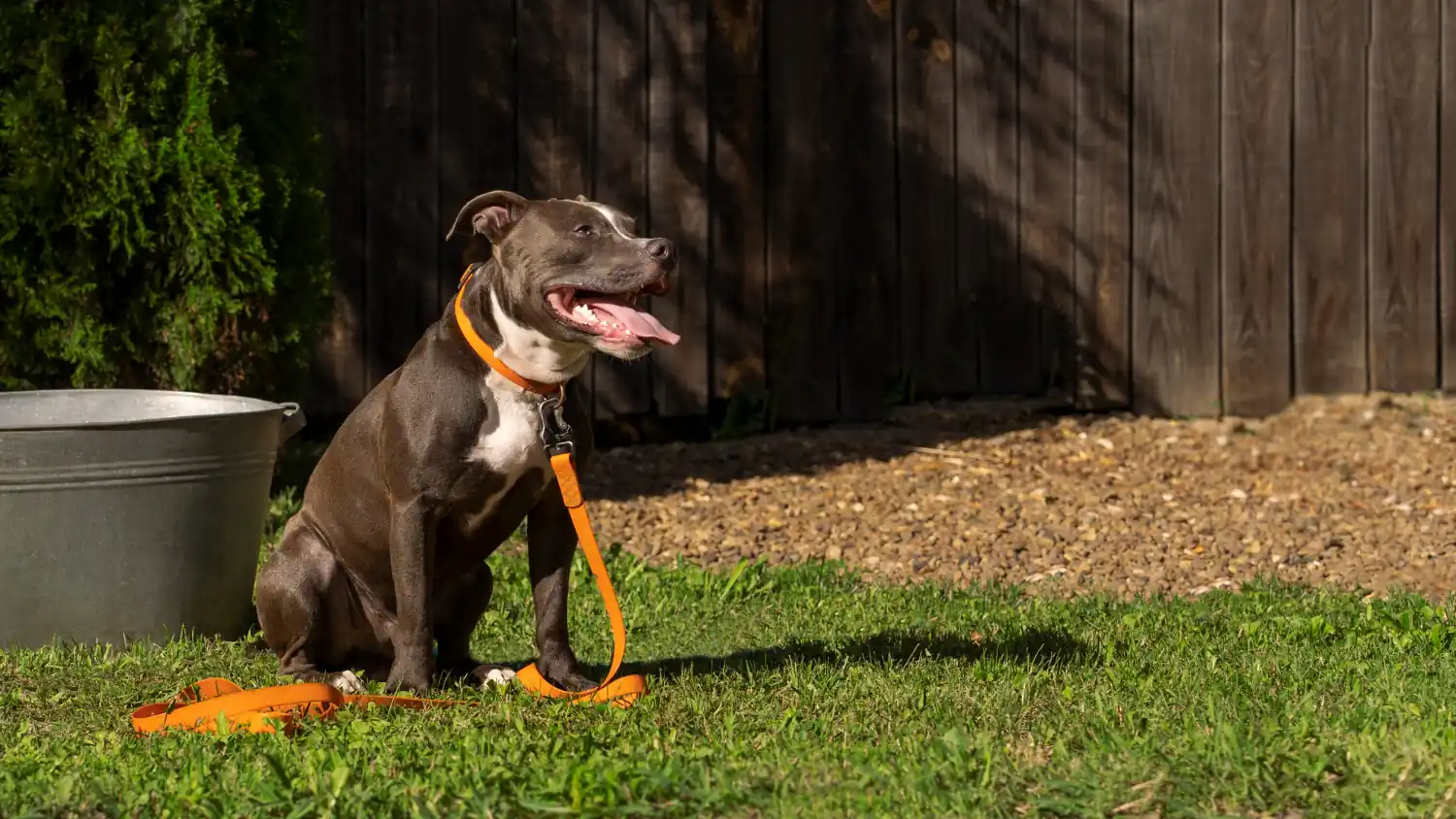 Tout savoir sur le chien de catégorie 1 ou 2
