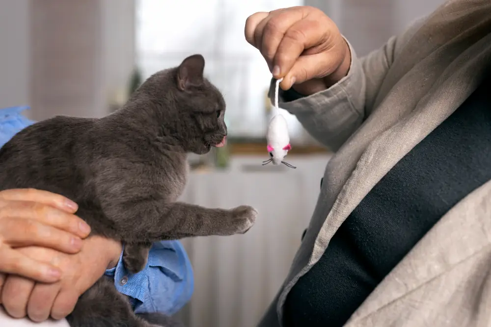 Un chat d'intérieur a aussi besoin de vaccin pour se protéger.