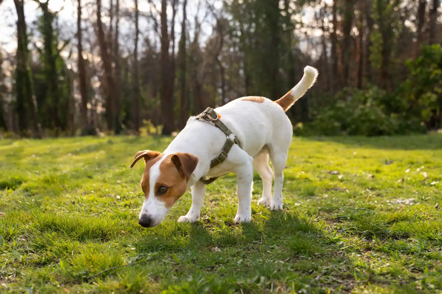 Dirofilariose chez le chien : la maladie du ver du cœur