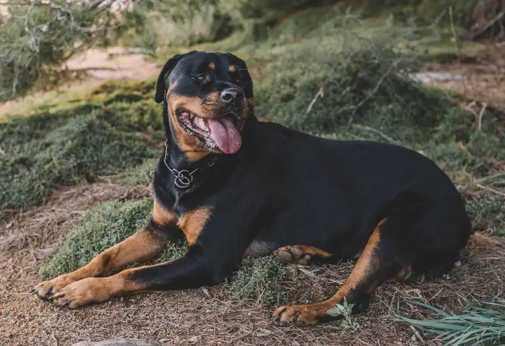 Le rottweiler est une race et un type de chien de catégorie 2.
