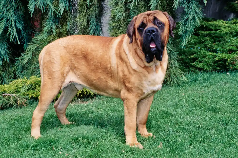 Le mastiff est un chien de catégorie.