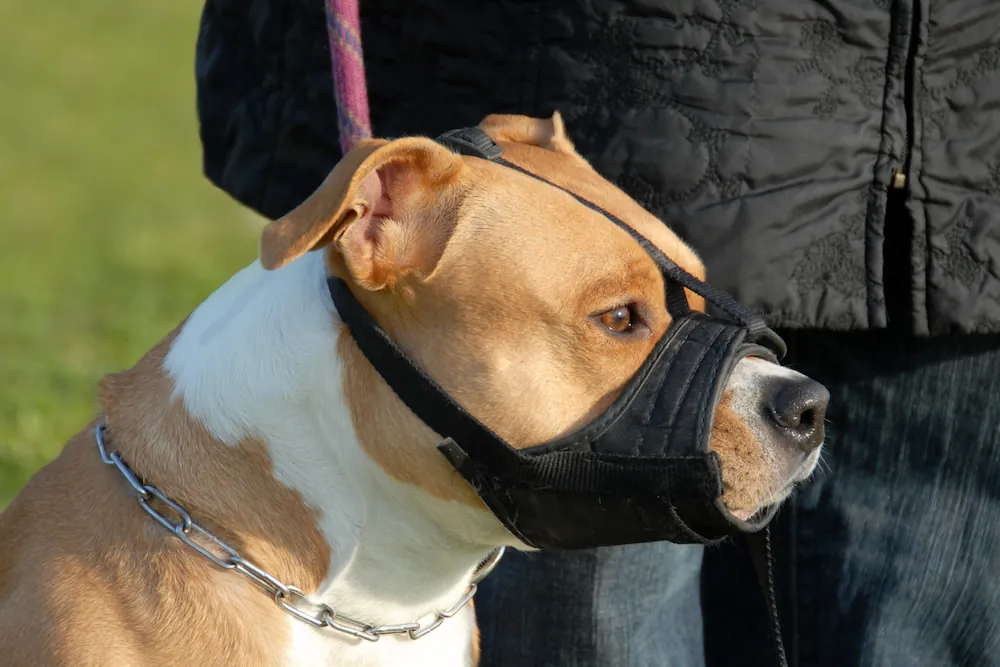 Les chiens de catégories 1 et 2 doivent être muselés et tenus en laisse dans les lieux publics et les parties communes d'appartement.