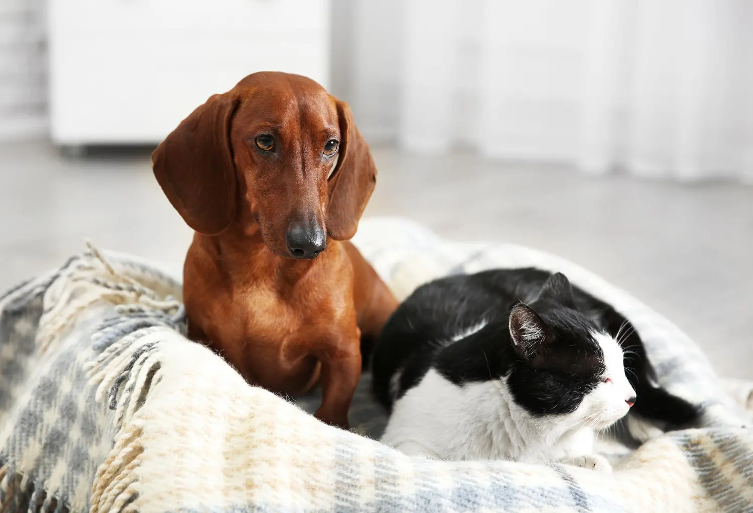 Vermifuge pour chien et chat : tout savoir sur ce traitement