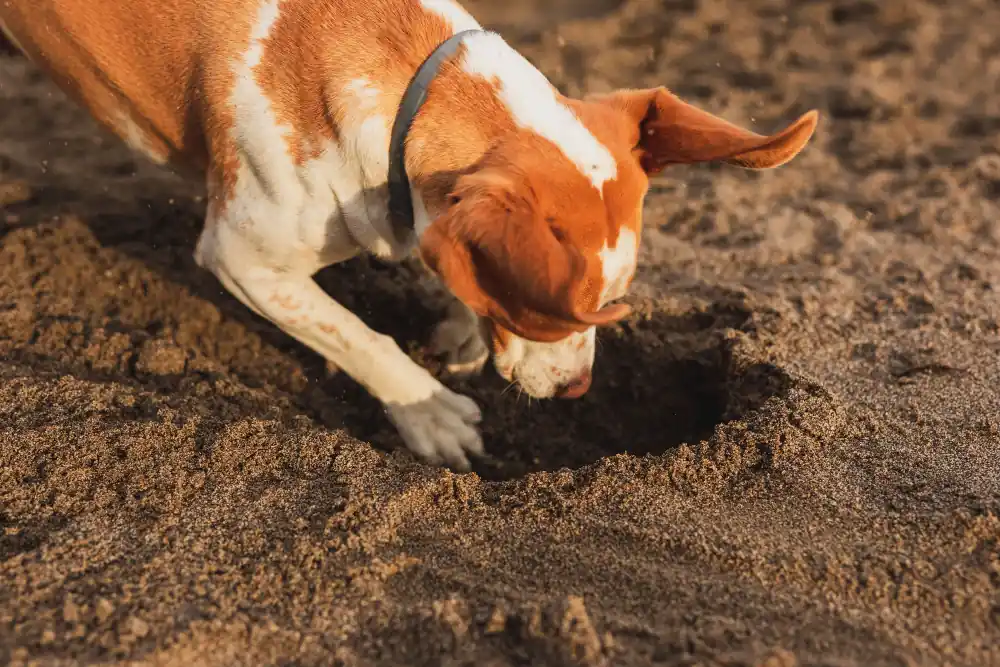 Le vermifuge est utile pour tous les modes de vies, surtout les animaux jouant dans la terre.