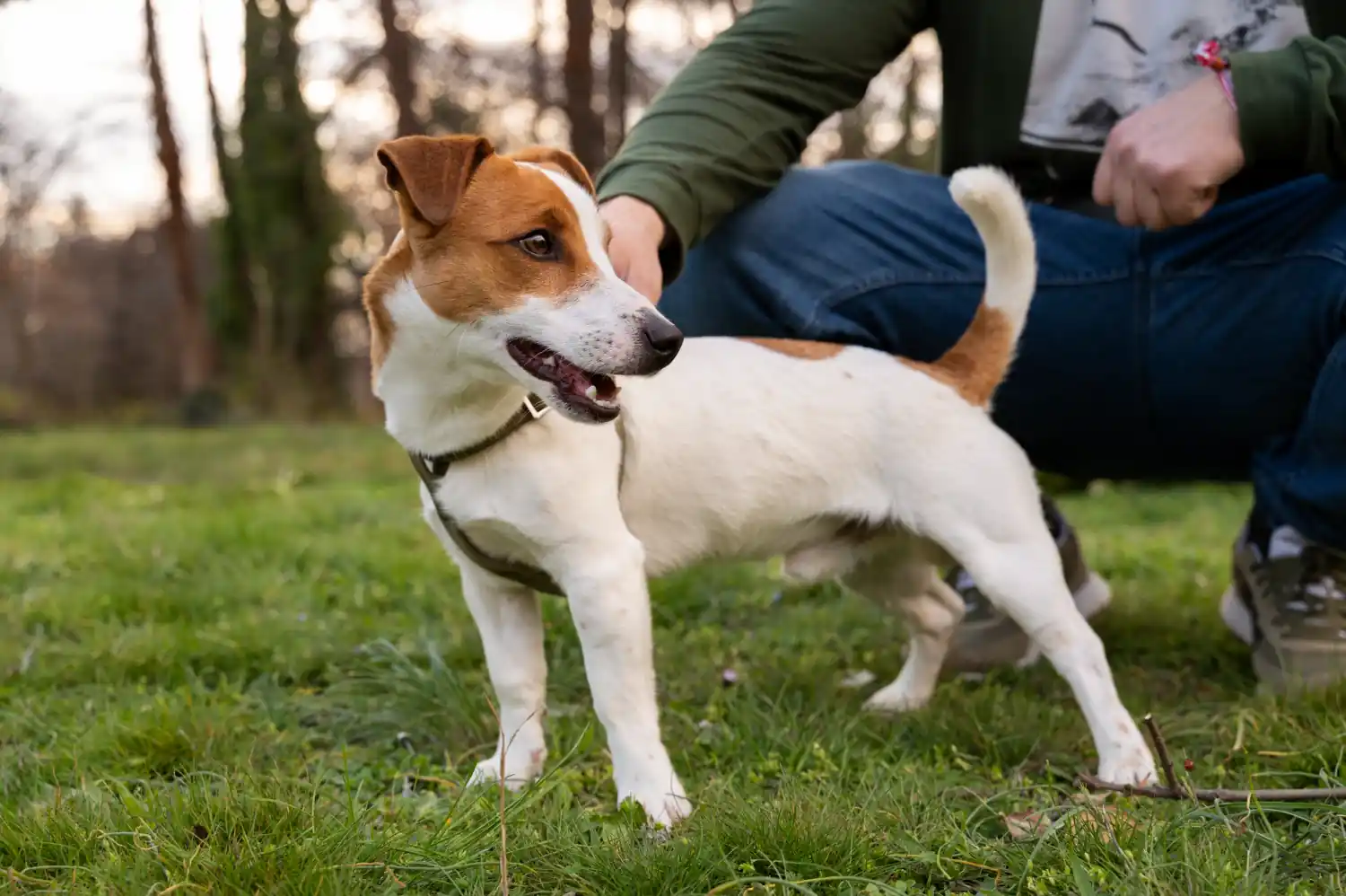 Combien coûte un chien à l’année ?