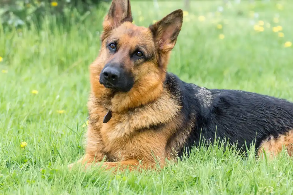 Illustration d'un grand chien de type berger allemand.