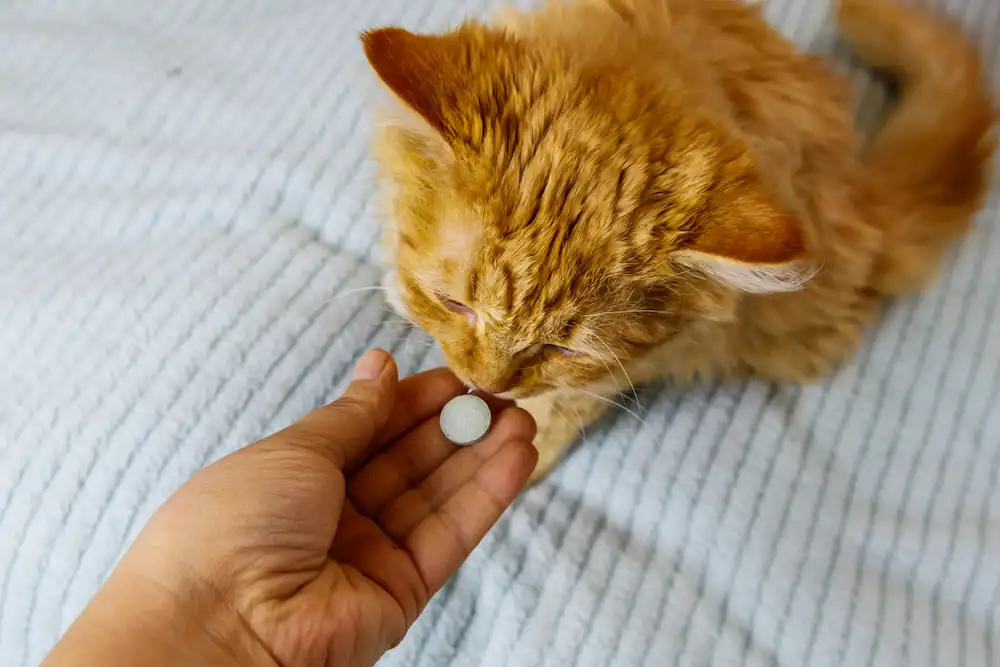 Vermifuge en forme de comprimé pour chat.