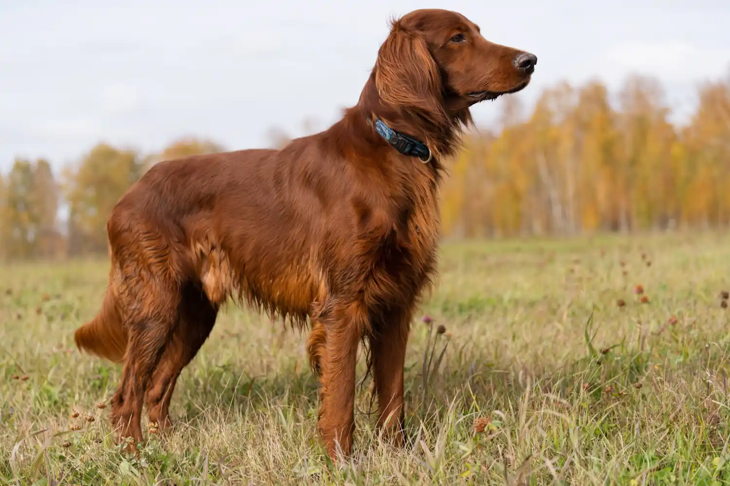 La torsion d’estomac chez le chien